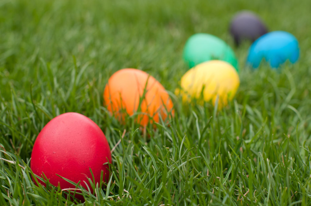 Egg Hunt Pic Egg Hunt Pic